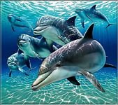 pic for Dolphins 960x854
